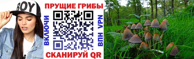 цена   кракен сайт  Псилоцибиновые грибы Psilocybe  Шахты 